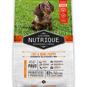toy y mini puppy